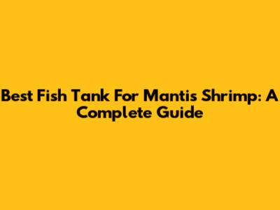 Best Fish Tank For Mantis Shrimp: A Complete Guide