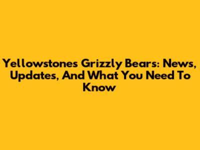 Yellowstone's Grizzly Bears: News, Updates, And What You Need To Know